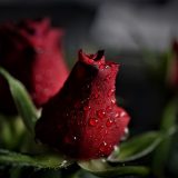 Ruže i konjak obavijeni tajnom 2