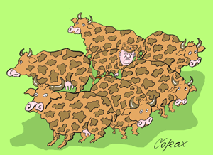 Corax 2