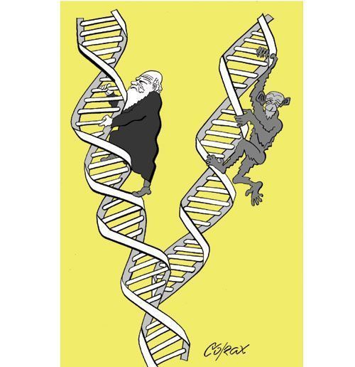 Corax 11