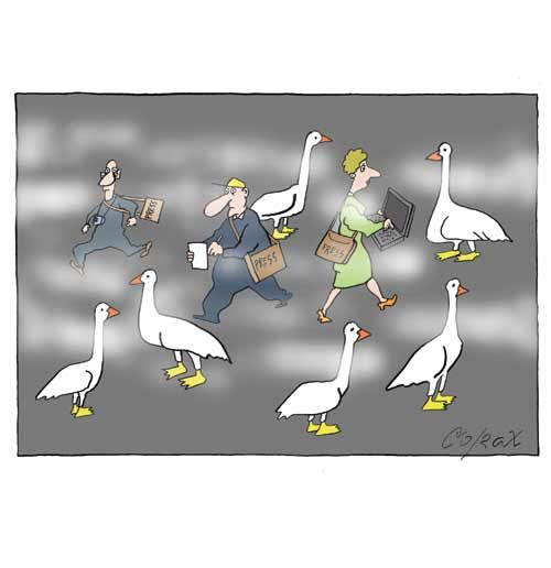 Corax 8
