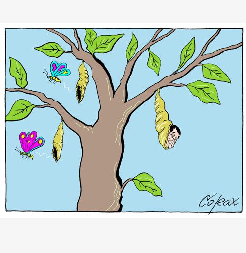 Corax 10