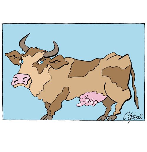 Corax 6