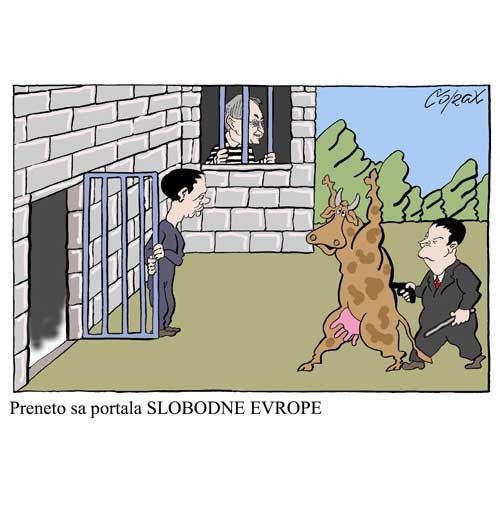 Corax 11
