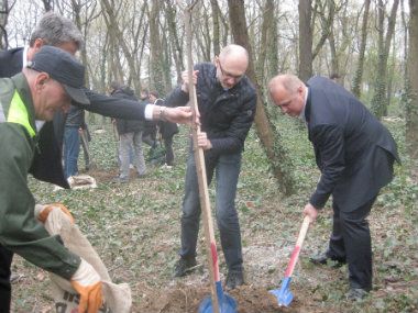 U planu da trećina Beograda bude pod stablima 1
