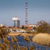 Stižu nove sadnice 1