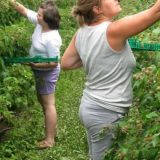 Prazna obećanja Vlade malinarima 2