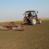 Vojvođanski usevi u dobroj kondiciji 3