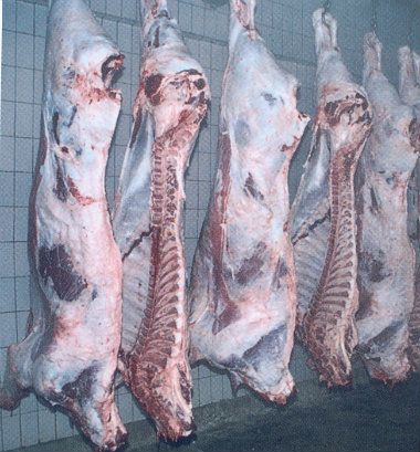 Iz Kragujevca u Kinu 50.000 tona junetine godišnje 1 Iz Kragujevca u Kinu 50.000 tona junetine godišnje 1