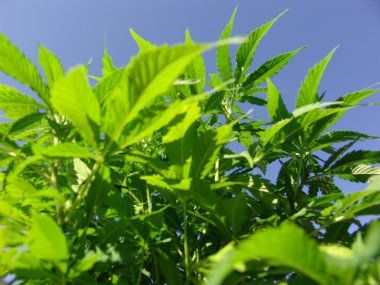 "Danas" pita partije:Da li ste za legalizaciju marihuane? 1