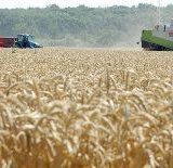 Ratari se ne raduju žetvi 9