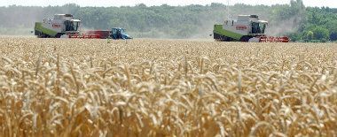 Ratari se ne raduju žetvi 1