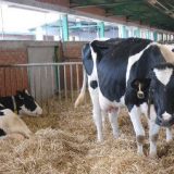 Planiran izvoz do 50.000 tona junetine godišnje 6