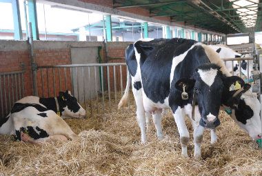 Planiran izvoz do 50.000 tona junetine godišnje 1