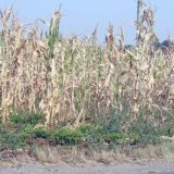 Sunce najviše potrebno kukuruzu 11