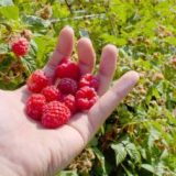 Za godinu dana i grad i sneg uništili maline 11