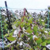 Malinari traže pomoć vlasti 2