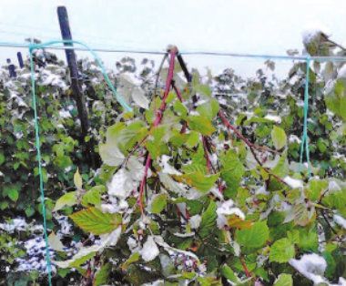 Malinari traže pomoć vlasti 1