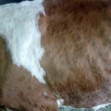 Šteta od bolesti "kvrgave kože" premašili 100.000 evra 15