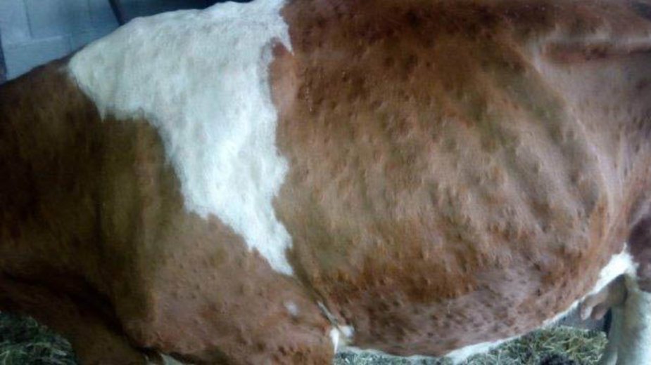 Šteta od bolesti "kvrgave kože" premašili 100.000 evra 1