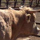 Vakcina iz EU stiže naredne nedelje 4