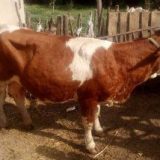 Uništena još 44 grla u Bujanovcu i Preševu 8