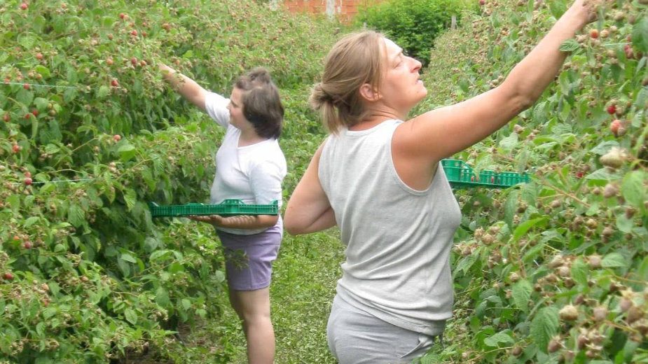 Otkupljivači polako podižu cenu 1