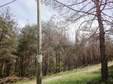 Valjevci neće da leče obolelu šumu 1