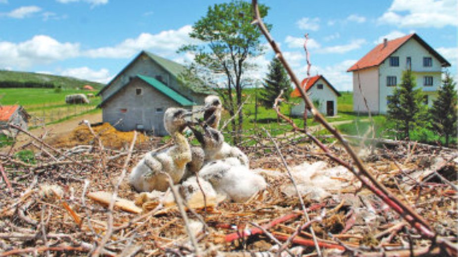 Rode u Kalipolju 1 Rode u Kalipolju 1