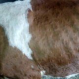 Zaharijev: Bez vakcine sledi potpuno uništenje stočnog fonda 2