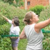 Malinari traže 220 dinara za kilogram 11