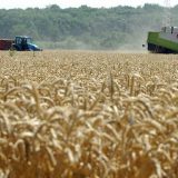 Veliki otkupljivači nekorektno oborili cenu 6