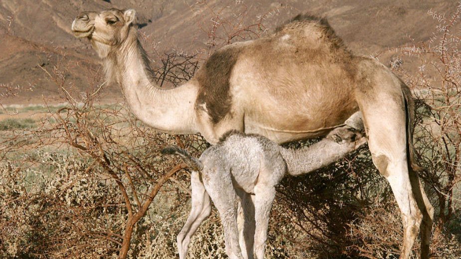 Sahara (2): Najverniji i najvoljeniji prijatelj 1