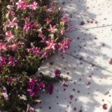 Avganistanski predsednik obećao osvetu 4