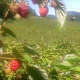 Asocijacija malinara Srbije: Sneg naneo veliku štetu malinama 6