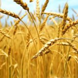 Slovenija pregovara o većem uvozu pšenice iz Srbije 12