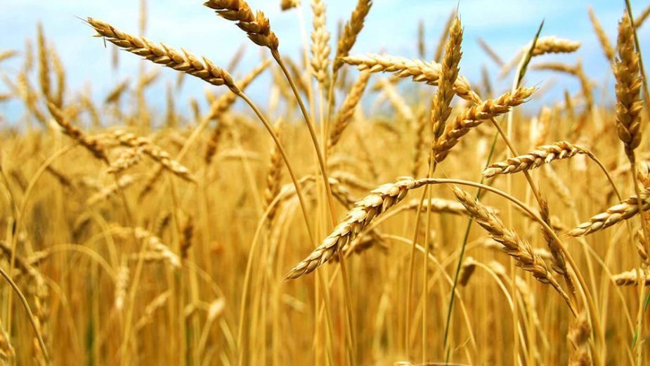 Kosovo iz centralne Srbije uvozi mesečno oko 5.000 tona pšenice i simbolične količine brašna 1
