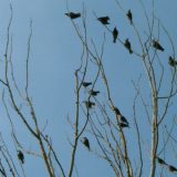 Beo čista: Na kompleksu deponije u Vinči stalno prisutno oko 60 vrsta ptica 9