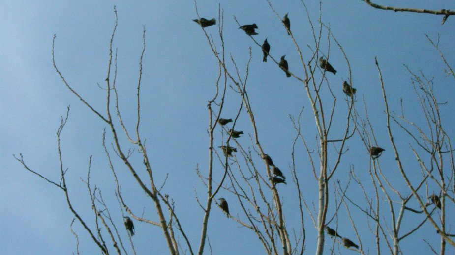 Kako komuniciraju ptice koje se još uvek nisu izlegle? 1