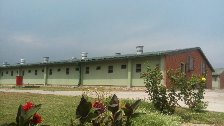 Prvo pod tuš, tek onda u svinjac 1