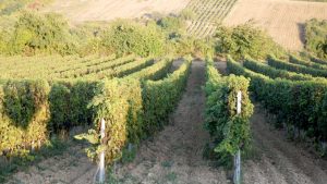 Kako klimatske promene utiču na vinogradarstvo u Srbiji 3