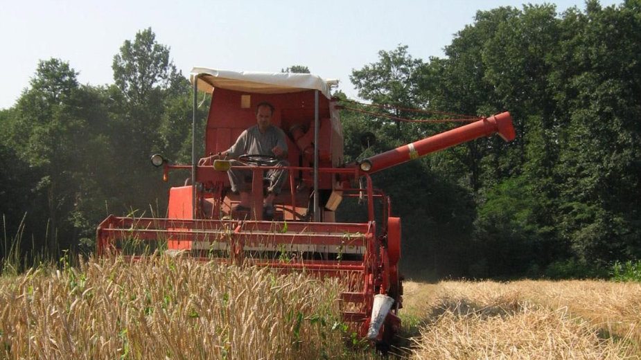 Saković: Srbija mora da pronađe nova tržišta za prodaju pšenice 1