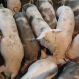 Cene mesa se vraćaju u normalu tek na jesen 8