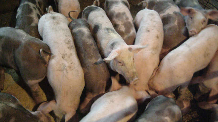 Cene mesa se vraćaju u normalu tek na jesen 1