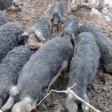 Nekada "boinge" plaćali kuvanom šunkom, sada uvozimo svinje 7