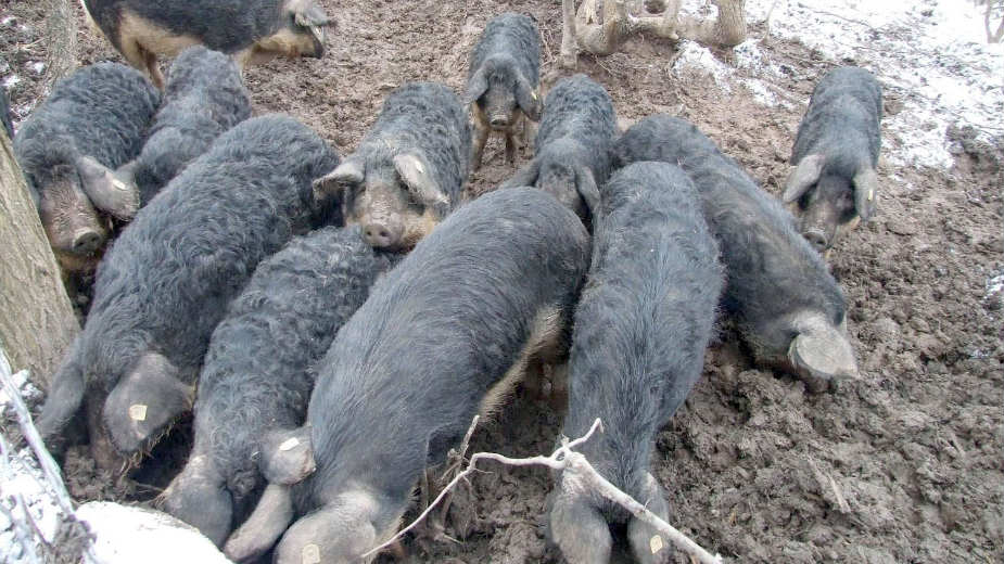 Nekada "boinge" plaćali kuvanom šunkom, sada uvozimo svinje 1