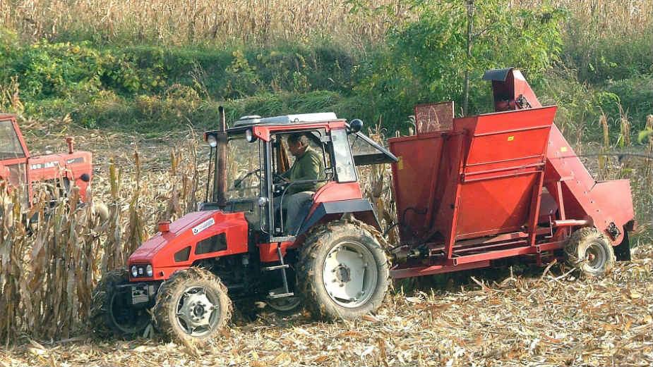 Kiše pogoduju kukuruzu 1