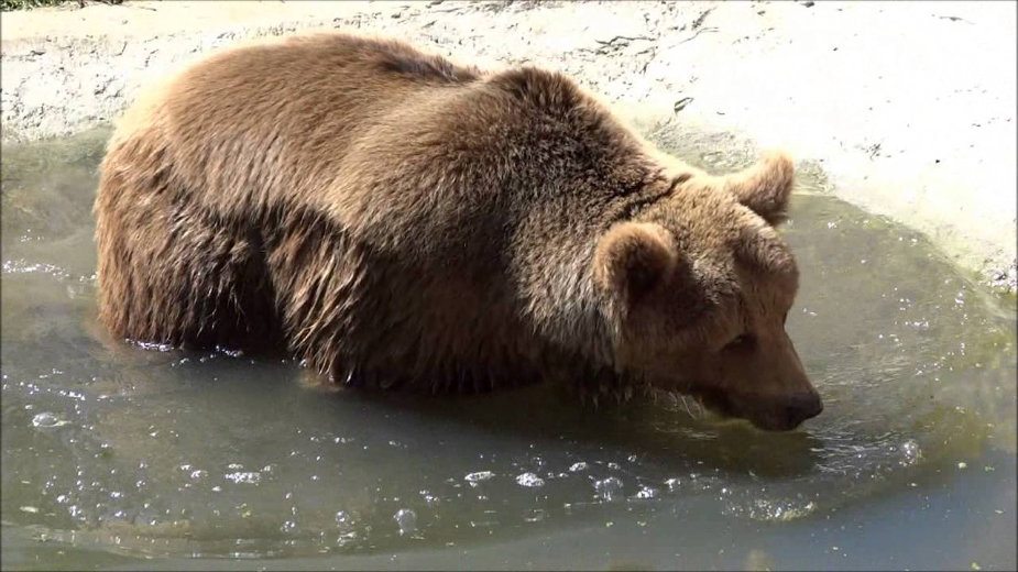 Uhapšeni jer su ubili mečku u Beranama 1