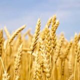 Stručnjak: Suša će smanjiti prinos pšenice u Srbiji za oko 30 odsto 4