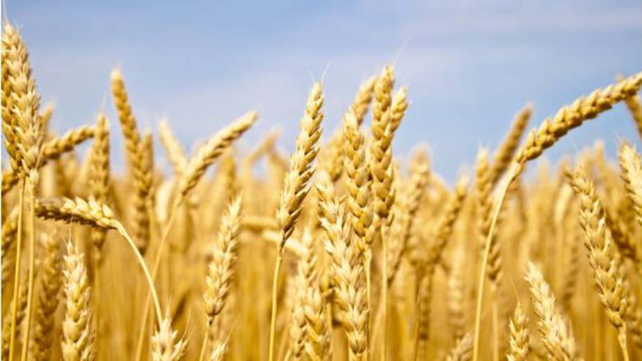 Saković: Obilne kiše još ne ugrožavaju rod pšenice 1
