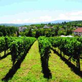 I Vrnjačka Banja na vinarskoj karti Srbije 5